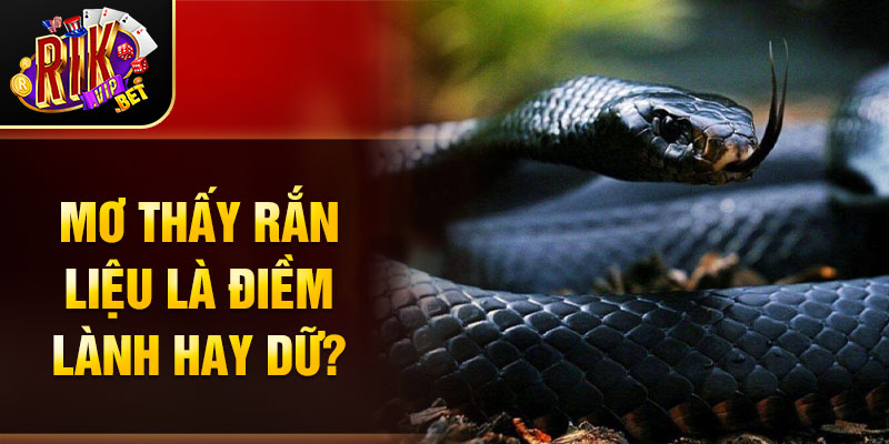 Mơ thấy rắn liệu là điềm lành hay dữ?